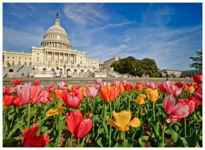 Capitol from NW