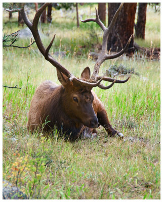 A bull elk