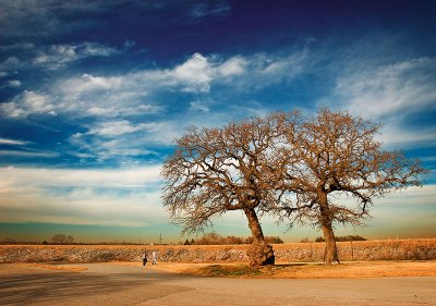 Large oak trees