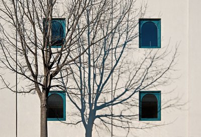 Tree, shadows & windows at Art Center