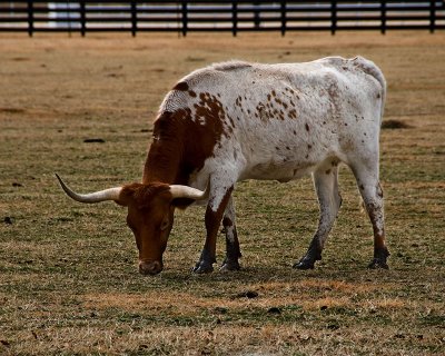 A young Texas Longhorn