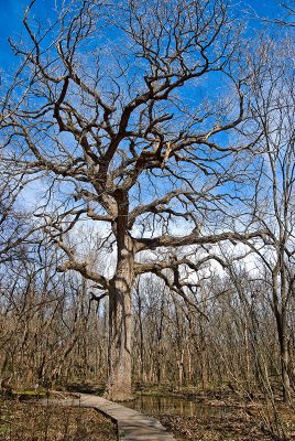 Giant oak