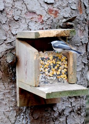 Here Come the Chickadees!