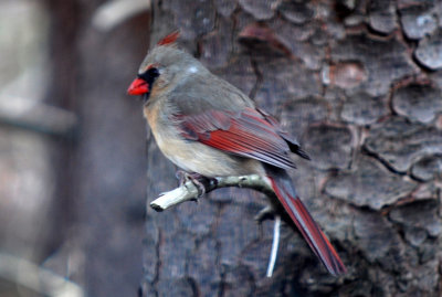 A Fine Female Cardinal.