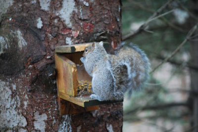 A Visiting Grey Squirrel.