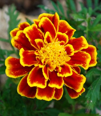 A Marigold