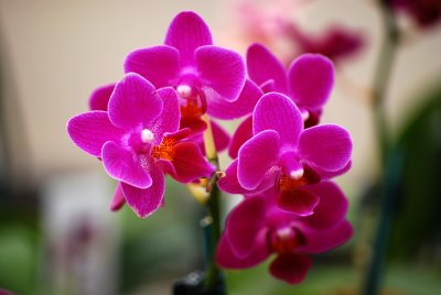 Miniature Phalaenopsis Orchid
