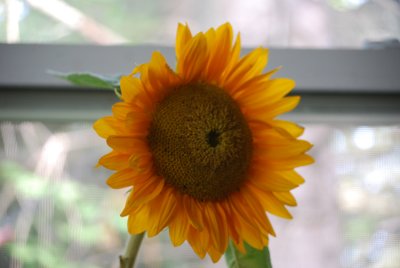 Sunflower in the Window