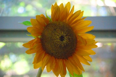 Comparison Sunflower