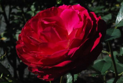 Really Red Rose