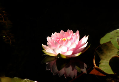 A Permanent Planting, Hardy Lily