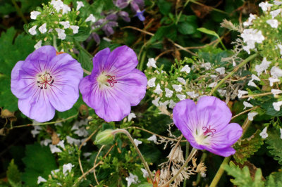 Hardy Geranium