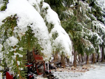 Ice on the Spruce