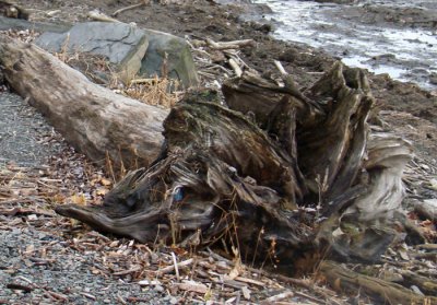 Neat Piece of Driftwood