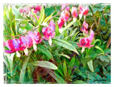 bleeding hearts