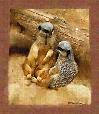 meercat chat