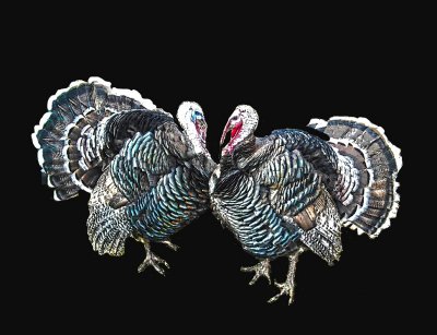 FotoSketcher - the turkeys vivify.jpg