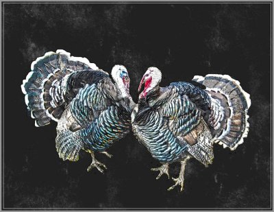 the turkeys3.jpg