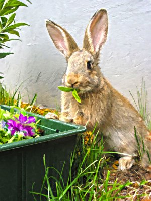 naughty Peter Rabbit