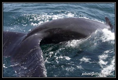 Meeting in Cap Cod with whales