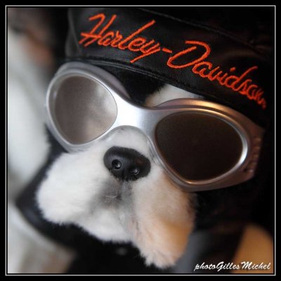 Harley43.jpg