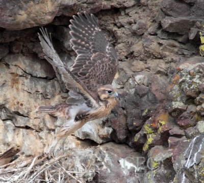 Prairie Falcon Nest, Yakima DPP_1032367 copy.jpg