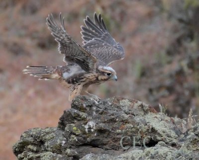 Prairie Falcon Nest, Yakima DPP_1032369 copy.jpg