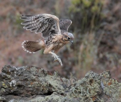 Prairie Falcon Nest, Yakima DPP_1032370.jpg