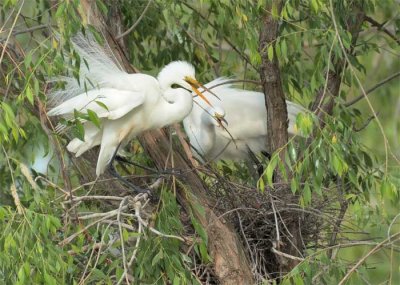 Egrets Nesting