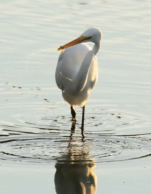 Egrets Feeding