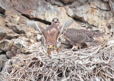 more_nesting_falcons