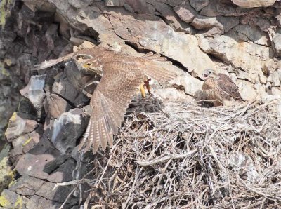 Parent leaves Nest DPP_1031187 .jpg