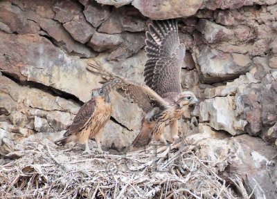 more_nesting_falcons
