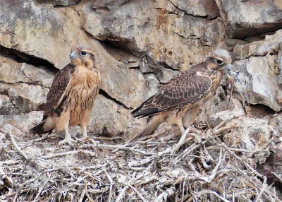 Prairie Falcon, Yakima, with Lark Sparrow? DPP_1031194.jpg