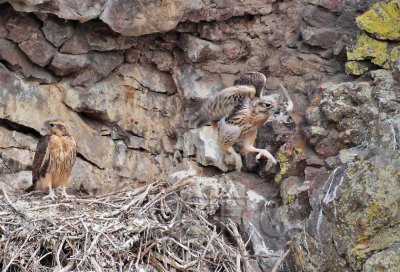 Prairie Falcon, Yakima, with Lark Sparrow? DPP_1031195 .jpg