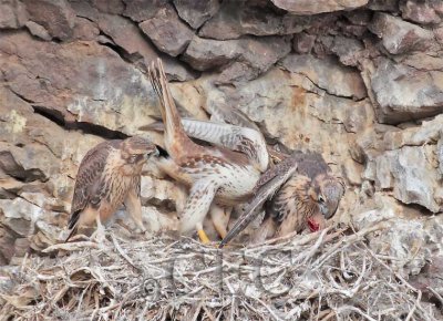 Prairie Falcons, Yakima One chick grabs food, the other protests DPP_1032126.jpg