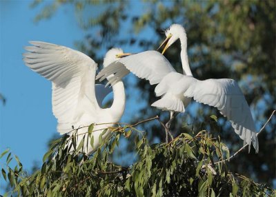 Great Egrets, Exited Siblings DPP_1039335.jpg