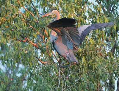 Early Light, Great Blue Heron DPP_1033730.jpg