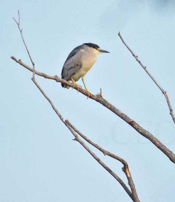 Black-crowned Night Heron DPP_1033731 .jpg