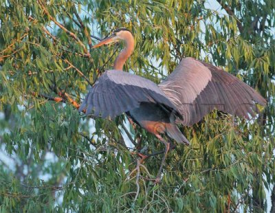 Early Light, Great Blue Heron DPP_1033731.jpg