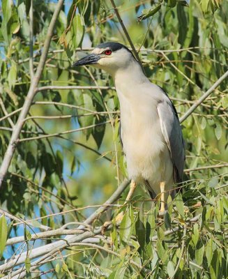 Black-crowned Night Heron DPP_1034161 .jpg