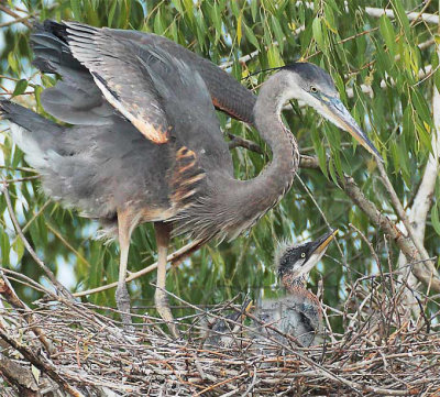 Great Blue Herons DPP_1033208crop - .jpg