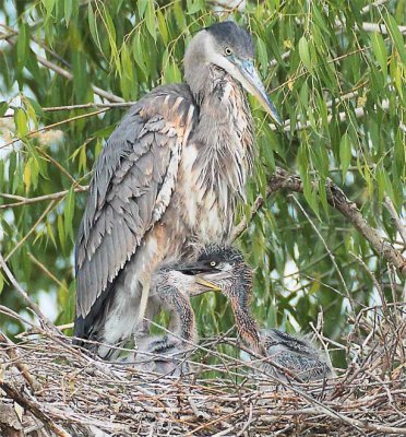 Sibling Rivalry Great Blue Herons DPP_1033211crop.jpg