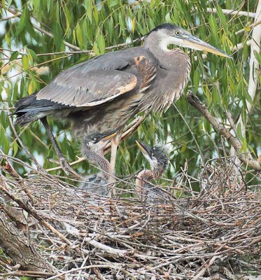 Sibling Rivalry Great Blue Herons DPP_1033239 .jpg