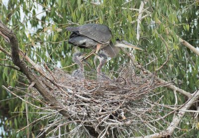 Sibling RivalryGreat Blue Herons DPP_1033240 .jpg