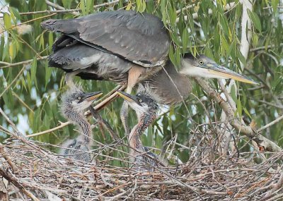 Sibling RivalryGreat Blue Herons DPP_1033240 crop .jpg