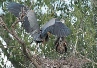 Change of the Gaurd, Great Blue Herons DPP_1033491 .jpg