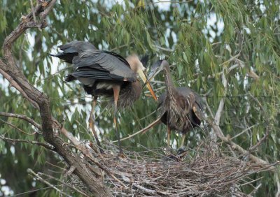 Change of the Gaurd, Great Blue Herons DPP_1033492 copy.jpg