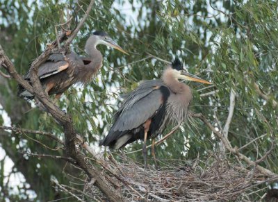 Change of the Gaurd, Great Blue Herons DPP_1033494 .jpg