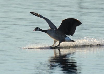 Landing Canada Goose DPP_1022542.jpg